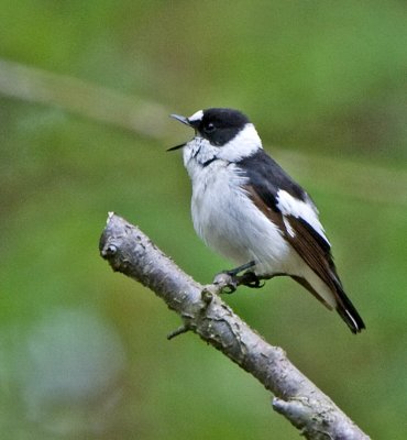 Collared Flycatcher (Ficedula albicollis)