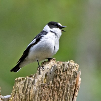 Collared Flycatcher (Ficedula albicollis)