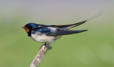 Swallow (Hirundo rustica)