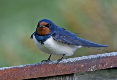 Swallow (Hirundo rustica)
