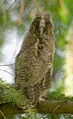 Long-eared owl (Asio otus)