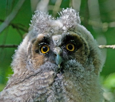 Long-eared owl (Asio otus)