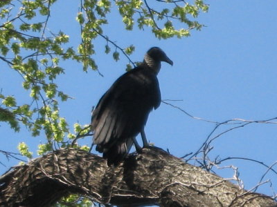 birding 03 069.JPG
