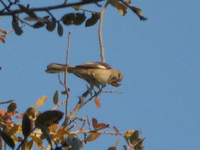 birding 03 005.JPG