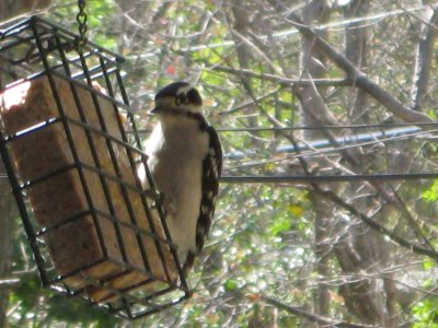 birding 03 013.JPG