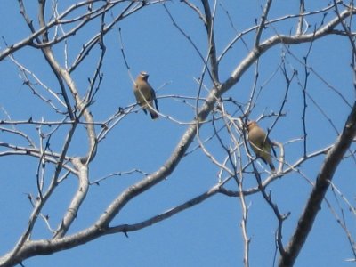 birding 03 039.JPG