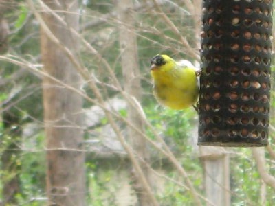 birding 03 017.JPG