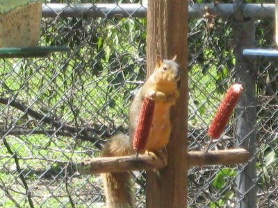 birding 03 012.JPG