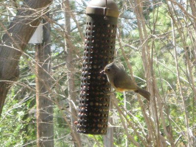 birding 03 010.JPG