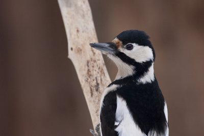 Great spooted woodpecker / Veliki detelj  ( Dendrocopus major)