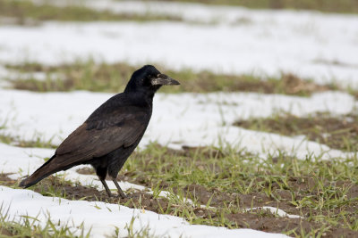 Rook / Poljska vrana  ( Corvus frugilegus)