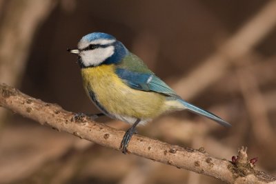 Blue tit / Plavek  ( Parus caeruleus)