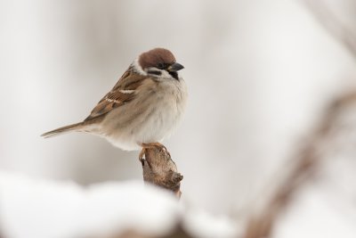 House sparrow / Domaci vrabec ( Passer domesticus)