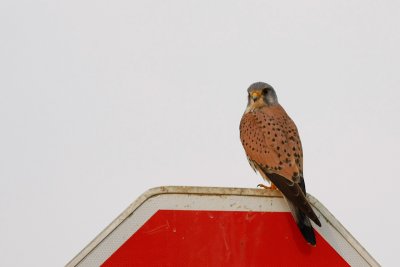 Common kestrel / Navadna postovka ( Falco tinnunculus)