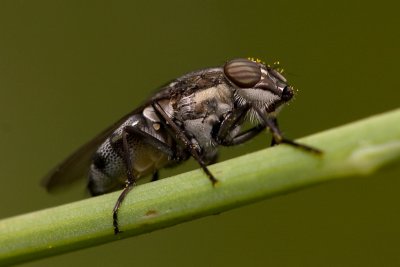 Insects / Zuzelke