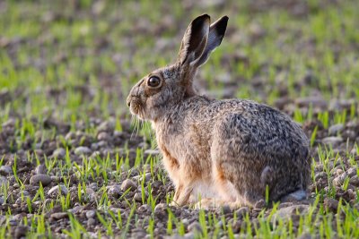 Hare / Poljski zajec ( Lepus europaeus)