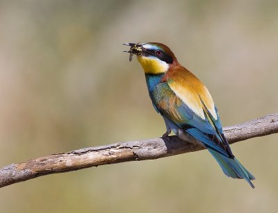 Bee-eater, Skala Kalloni, Lesbos
