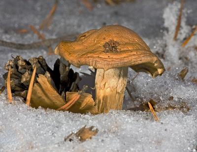 snowshroom.jpg