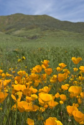 California Wildflowers 2009