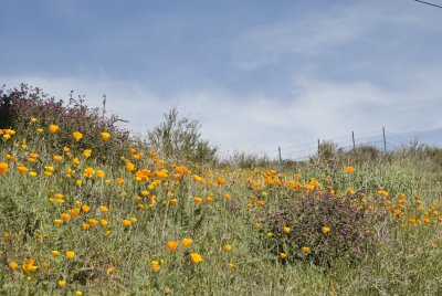 Lake Elsinore area wildflowers 2010