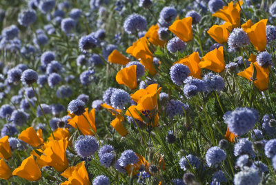 California Wildflowers 2010