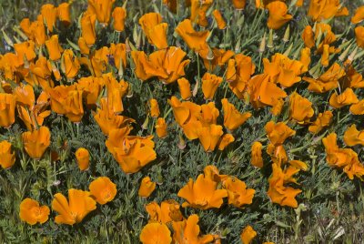 Gorman Wildflowers 2010