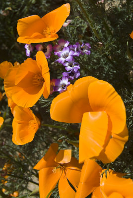 California Wildfowers 2008