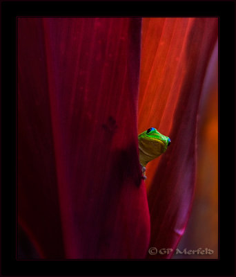 Gecko Peek