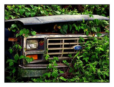 Jungle Ford Truck.
