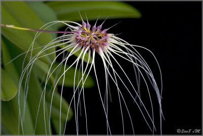 Cirrhopetalum Thai Spider