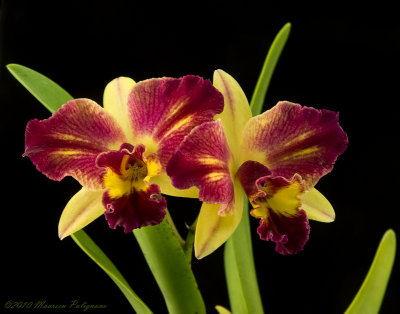 Cattleya Fire Magic 'Jacqueline' AM/AOS