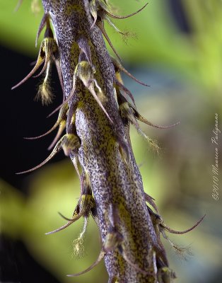 Bulbophyllum clipeibulbum CBR/AOS