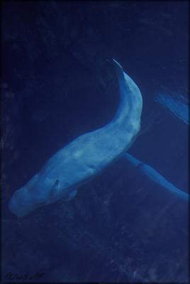 beluga