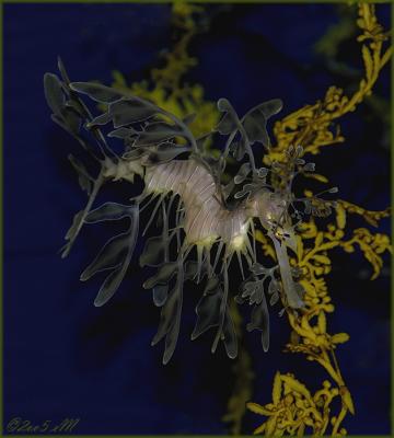 seahorse