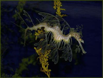 seahorse