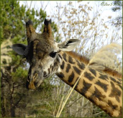 giraffe