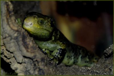 prehensile-tailed skink