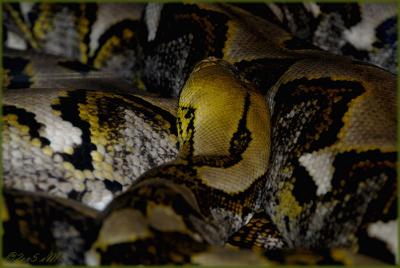snakeskin