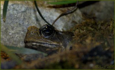 marine toad