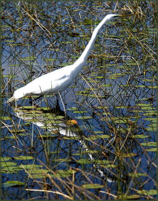 Grassy Waters Nature Preserve