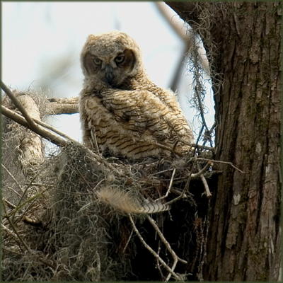 Loxahatchee Wildlife Refuge