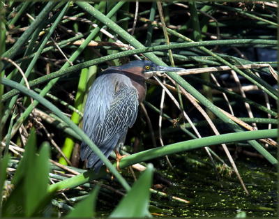 Wakodahatchee Nature Preserve