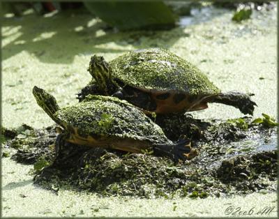 Wakodahatchee Nature Preserve