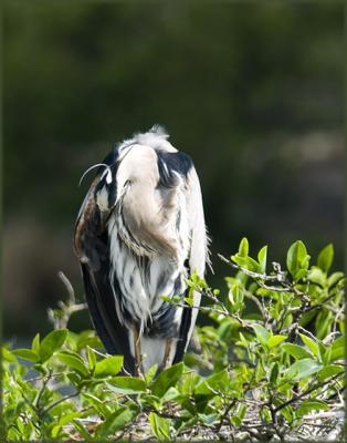 Wakodahatchee Nature Preserve