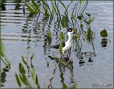 Wakodahatchee Nature Preserve