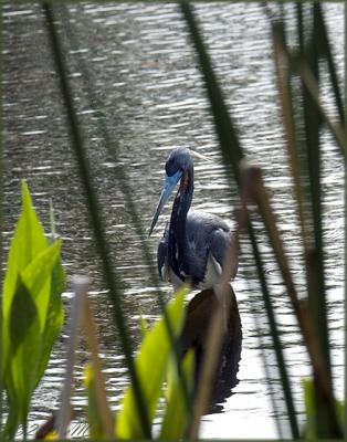 Wakodahatchee Nature Preserve