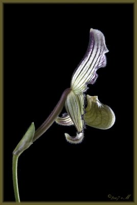 Paphiopedilum fairrianum