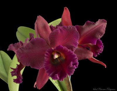 Pot Sally Taylor Red Flame x Blc Ft Watson Mendenhall AM/AOS