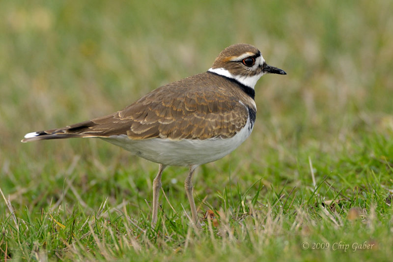 Killdeer