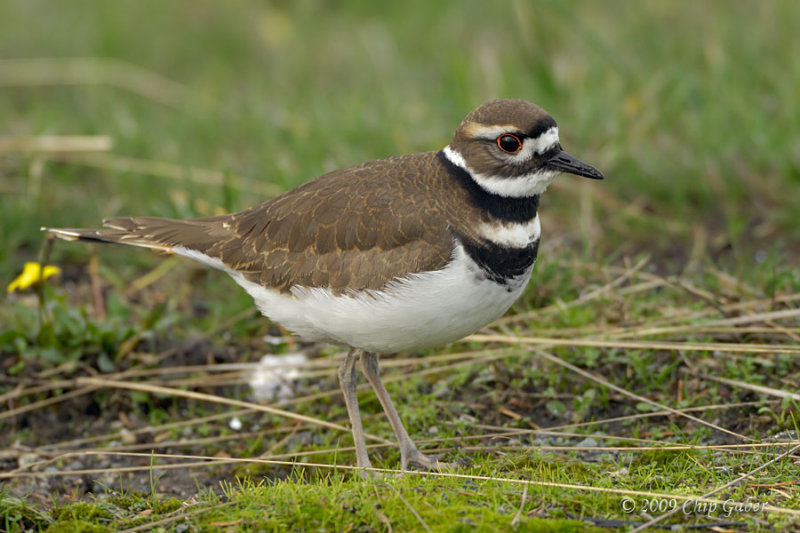 Killdeer2